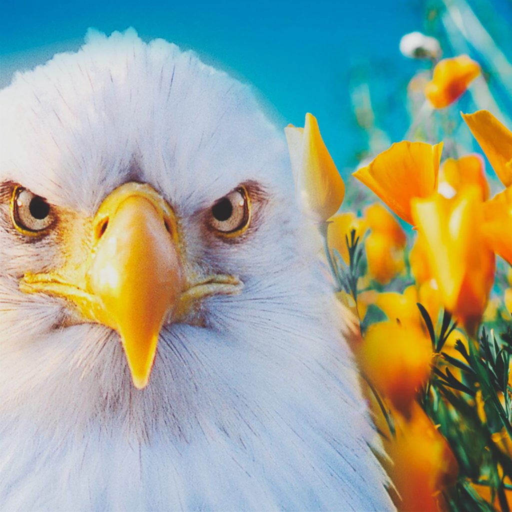 Eagle Crusher Company Updates - May 2021