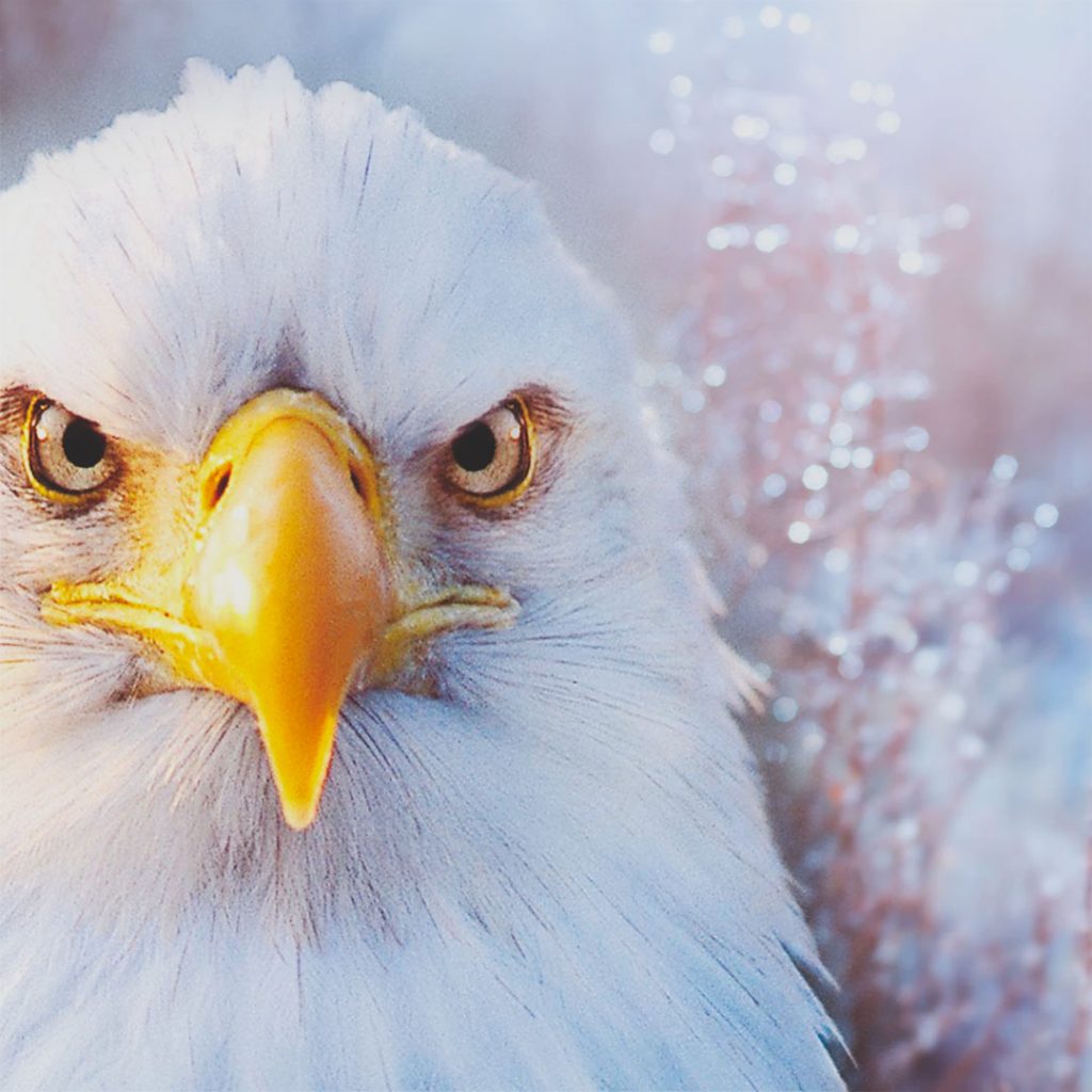 Eagle Crusher Company February