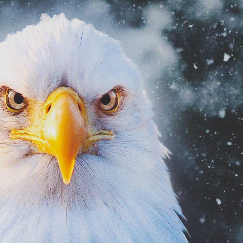 Eagle Crusher Company January