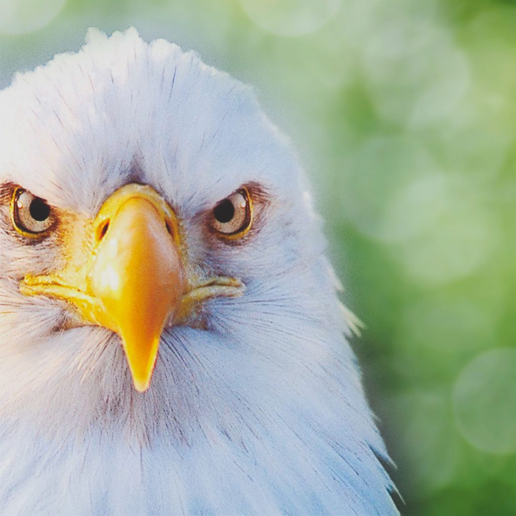 Eagle Crusher Company March